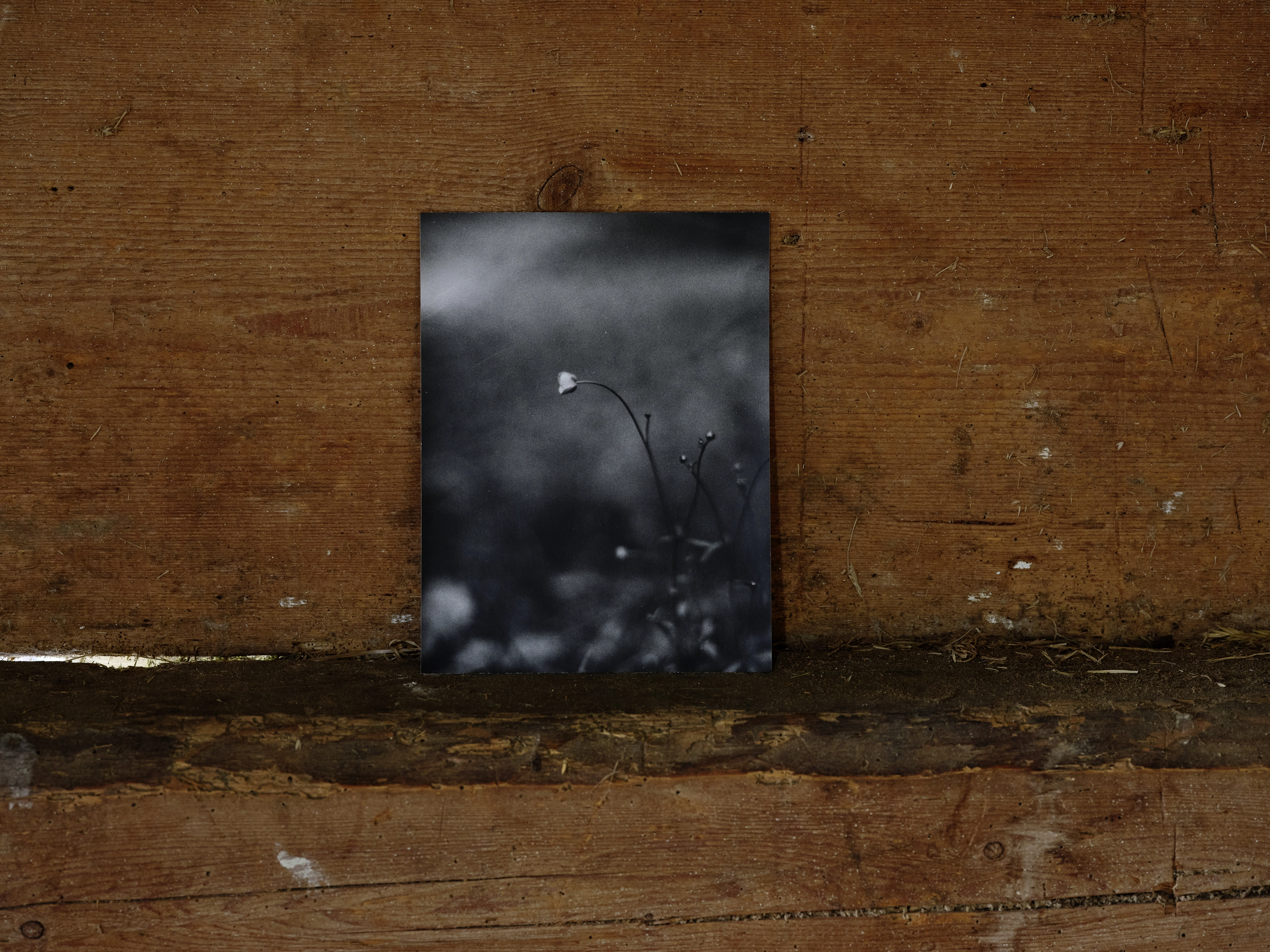 Jochen Lempert – Jochen Lempert – Photographien, 2020 – Foto: David Aebi