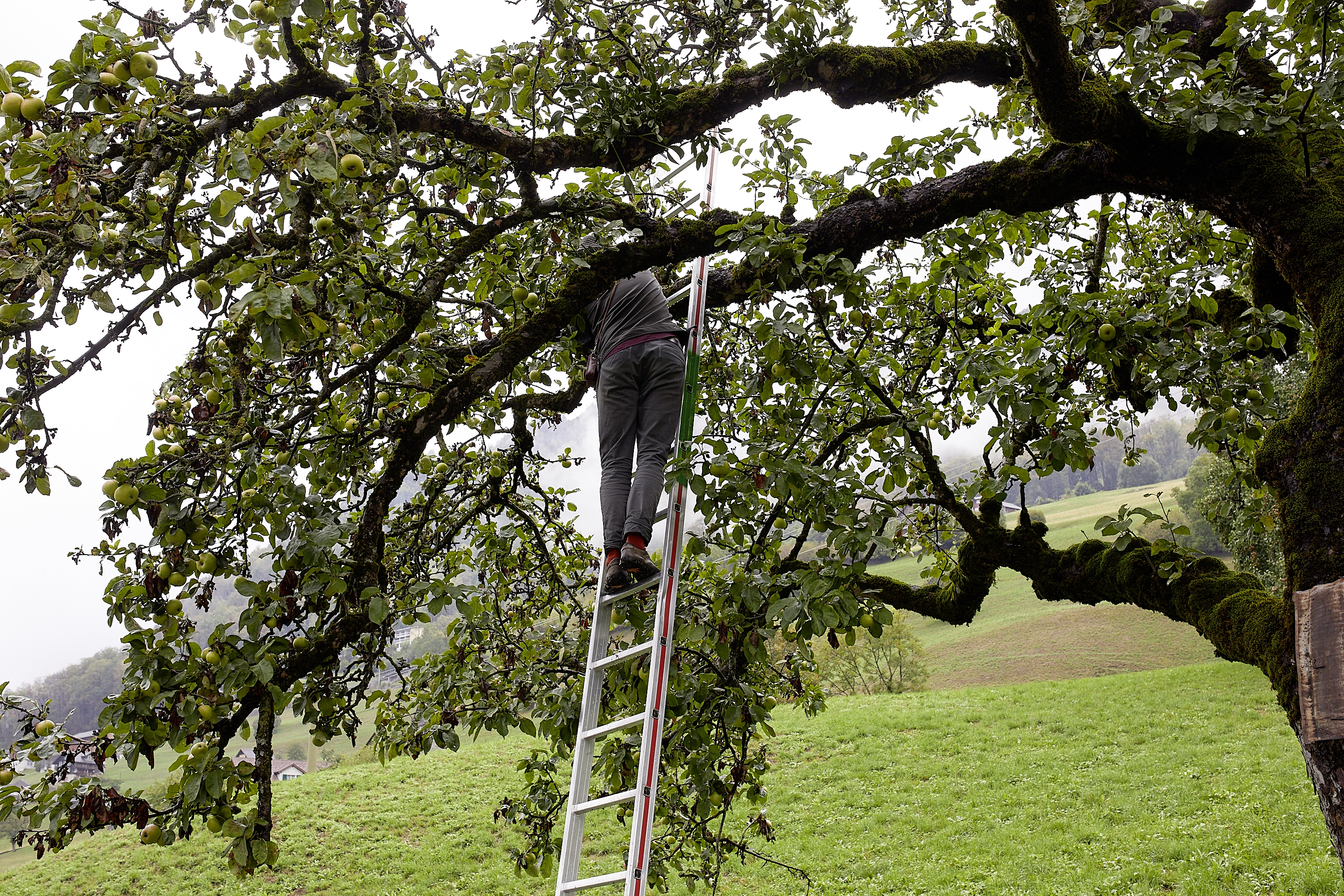 Bill Burns – The Salt, the Donkey, the Apple, 2018 – Photo: David Aebi