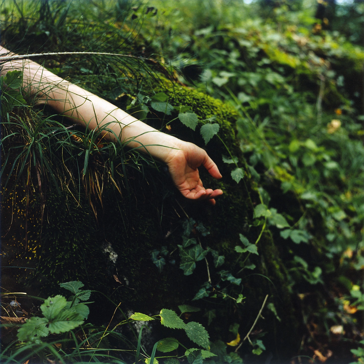 Sarah Rossiter – Amden (Moss, No. ), 2003 – Foto: Sarah Rossiter